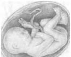 الشهر السابع من الحمل: نمو الطفل